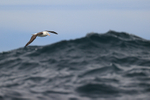 Flying Black-browed Albatross approaches big wave, Falklands