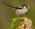 LONG TAILED TIT REF LTT 6