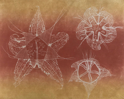 Mesembryanthemum Seed Pods