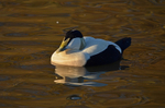 Eider