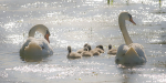 Family Outing