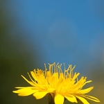 Yellow glow