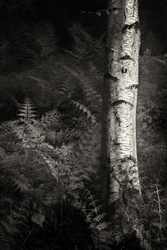 Monochrome portfolio