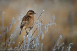 Stonechat (Saxicola torquata) female