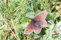 Mountain Ringlet