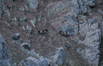 Arctic fox 8865