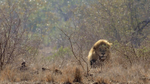Lion backlit 