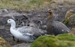 Upland geese