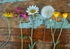 Wildflowers on Barrel