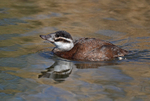 White-headed Duck
