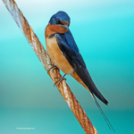Barn Swallow ♂ Hirundo rustica