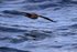 Low-flying White-chinned Petrel, South Africa