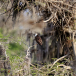 Osprey perched in tree clearing, Blue Cypress Lake, Florida