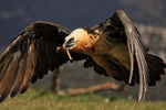 Lammergeier takes off with bone, Pre-Pyrenees, Catalonia, Spain