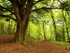 Anston Stones Wood (01)