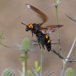  Mammoth wasp (Megascolia maculata) the largest wasp in Europe.