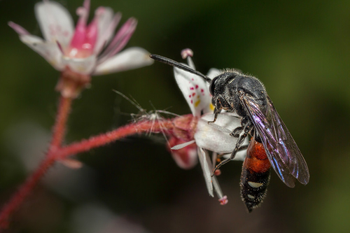 Female cuckoo wasp, [i]Sapyga quinquepunctata[/i] nectaring on saxifrage flowers. Staffordshire garden, June 2015.