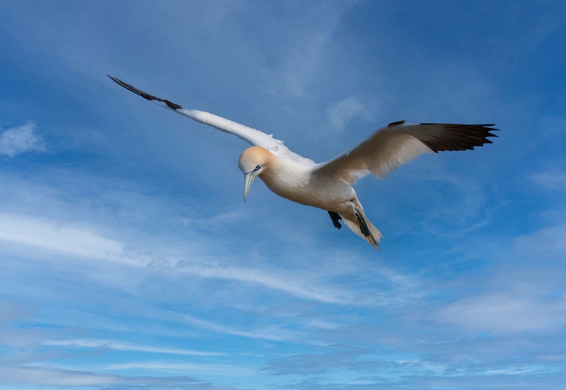 Gannet - Bempton Cliffs