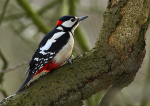 Great Spotted Woodpecker