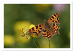 Meadow Life Comma