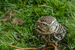 little owl  athena noctua-7262