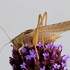 Tettigonia viridissima (Great Green Bush-cricket) M