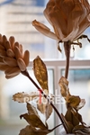 Duke of Normandie Hotel-118