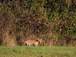 Red Fox