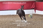 BPP_1577