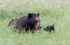 Mocha and Cub