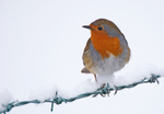 Robin