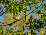 Chiffchaff
