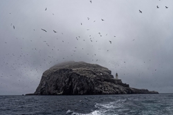 Gannets_0005