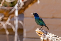 Bird Cape Glossy Starling