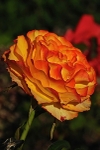“Garden Gold”