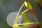 Flowers 15 - 10