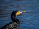 Cormorant