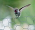 Annas Hummingbird female on a fence