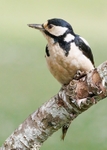 Great Spotted Woodpecker