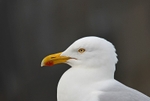 Herring Gull