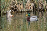 Mallards
