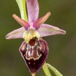 Hybrid Ophrys Ophrys sphegodes subsp. sphegodes x Ophrys holoserica subsp. dinarica 