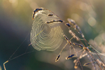 spider web-3158