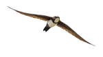 Alpine Swift