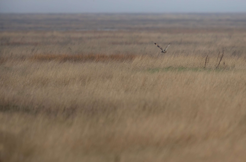 Short Eared Owl
