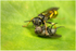 Mellinus arvensis (f)