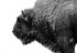 Buffalo BW