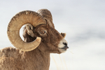 Bighorn Sheep (ram) shows tongue, Yellowstone National Park