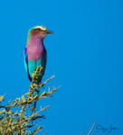 Lilac-breasted Roller 1