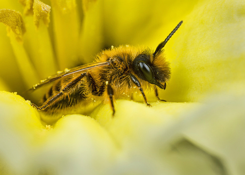 [i]Andrena flavipes[/i] male. Cubbington churchyard, Warwickshire, March 2014.